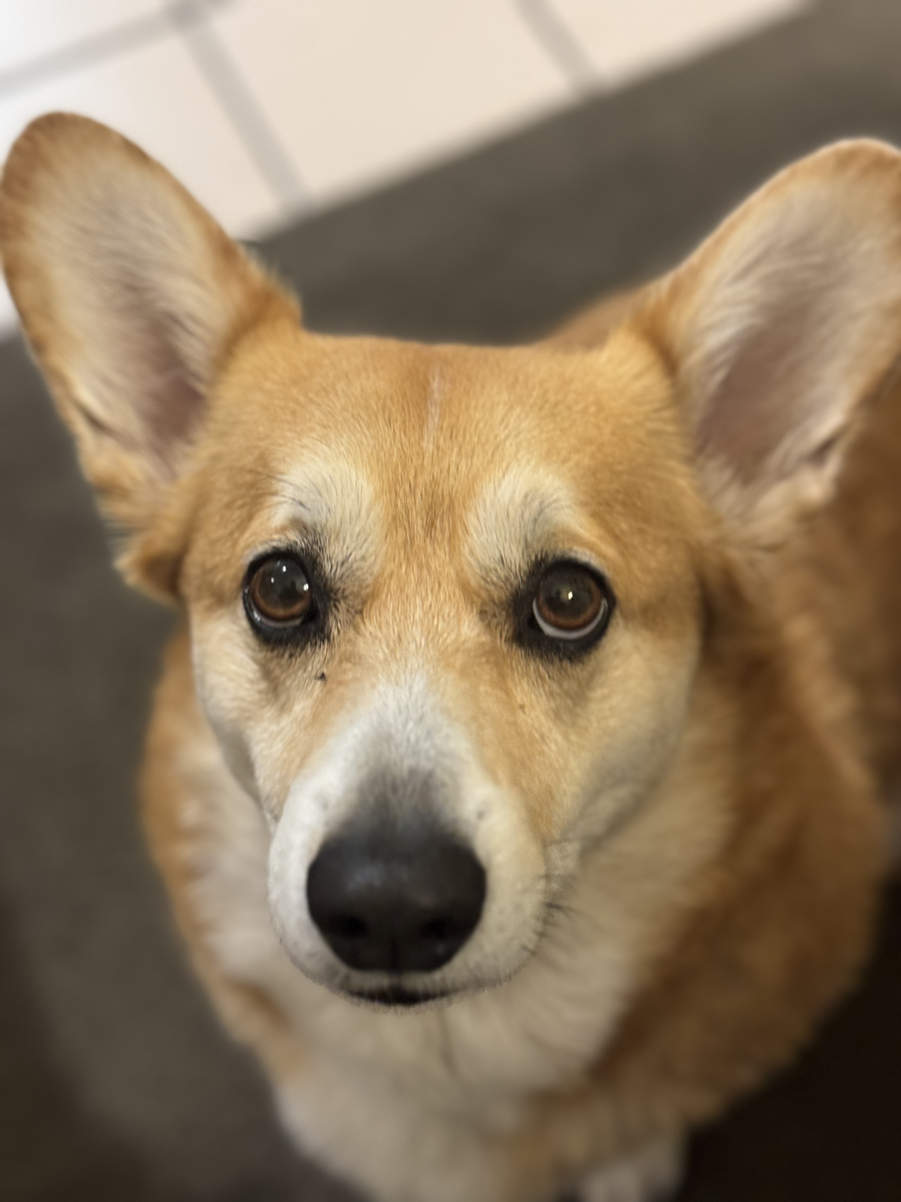 A headshot of Jala, mouth closed, looking directly at the camera.