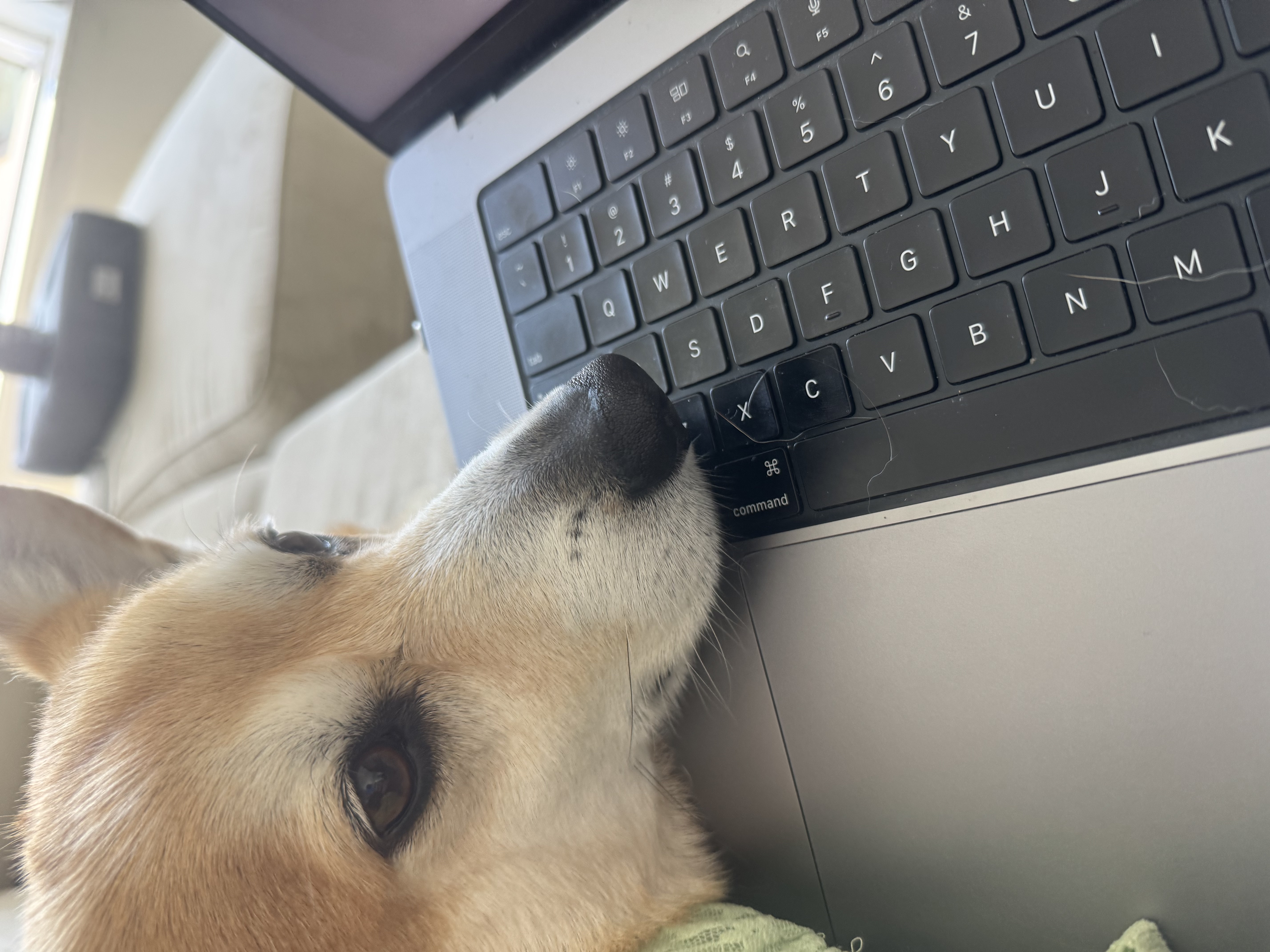 Jala with his snout lying on a laptop keyboard.