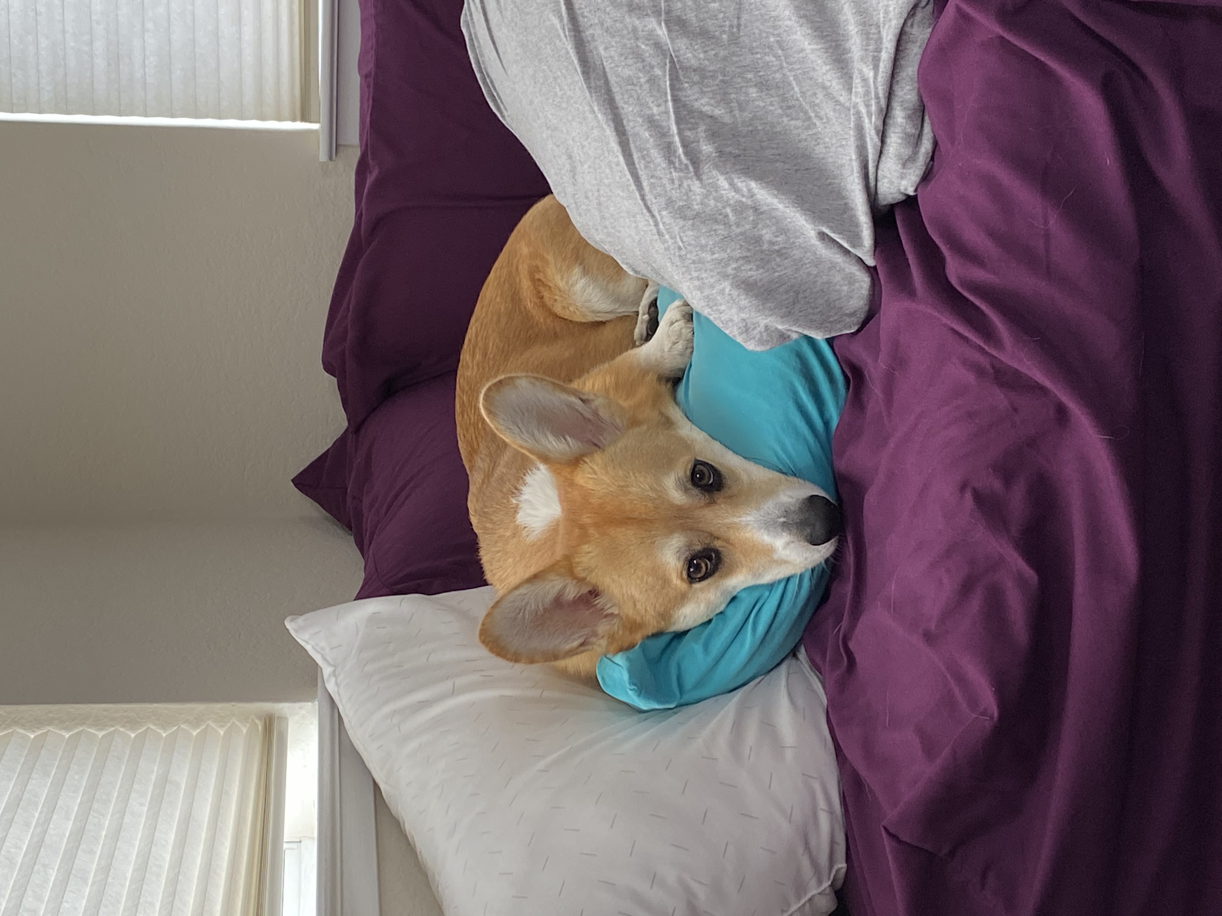 Jala lying on my pillow.