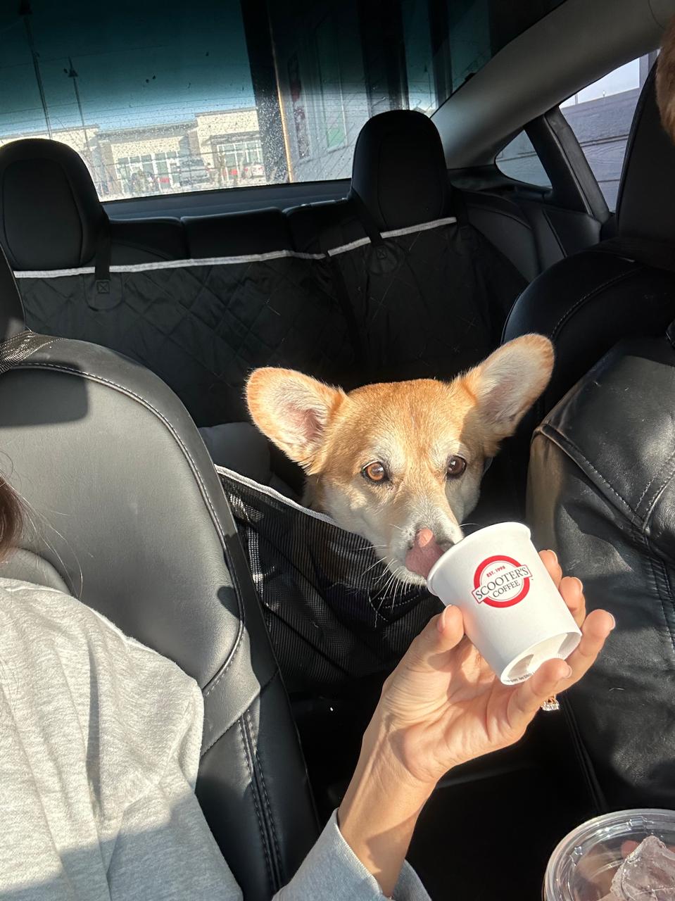Jala in the back of the car, eating a pup cup of whipped cream from Scooter's.