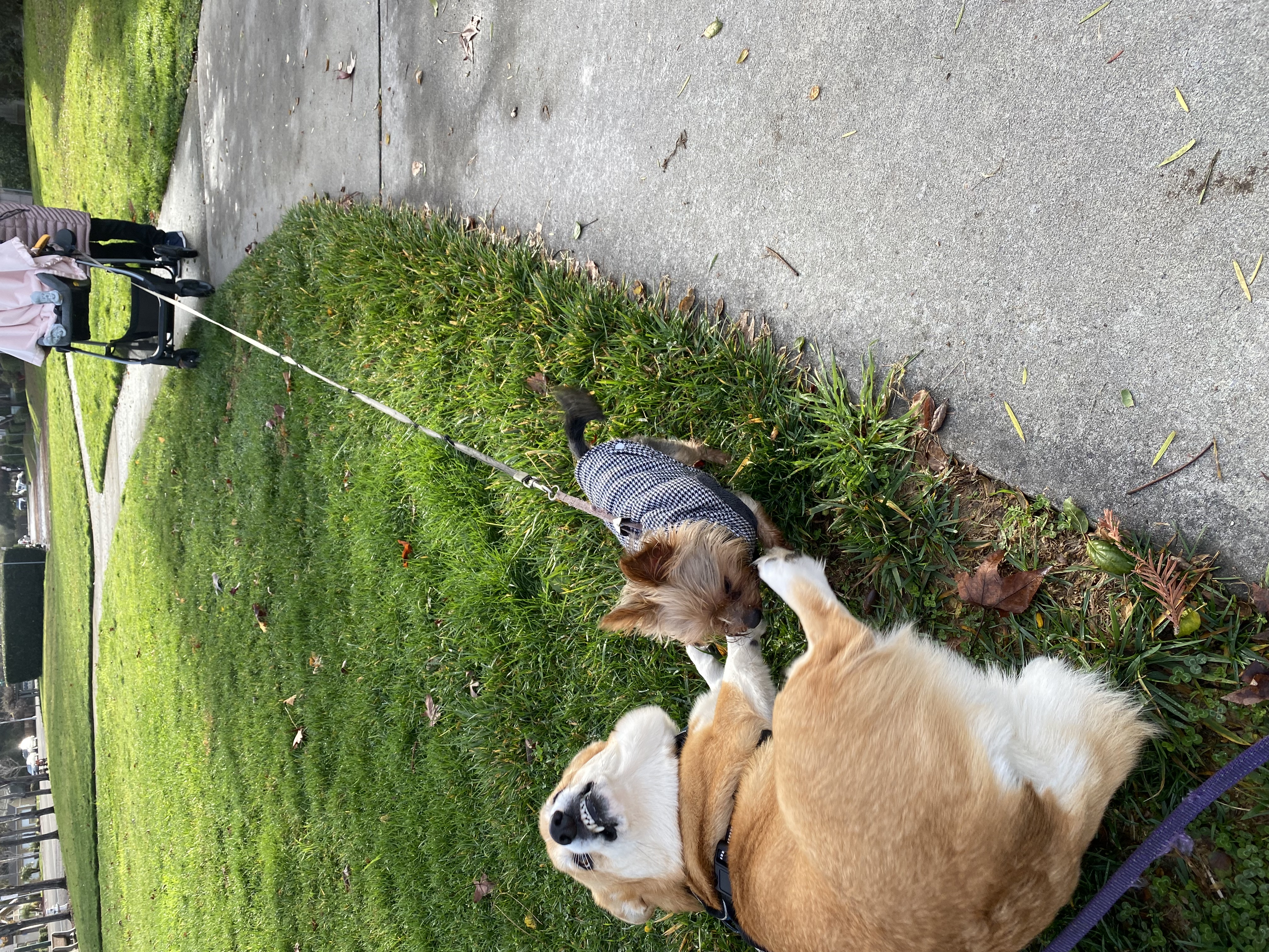 Jala lying on the ground, his face in a snarl as a dog sniffs his crotch.