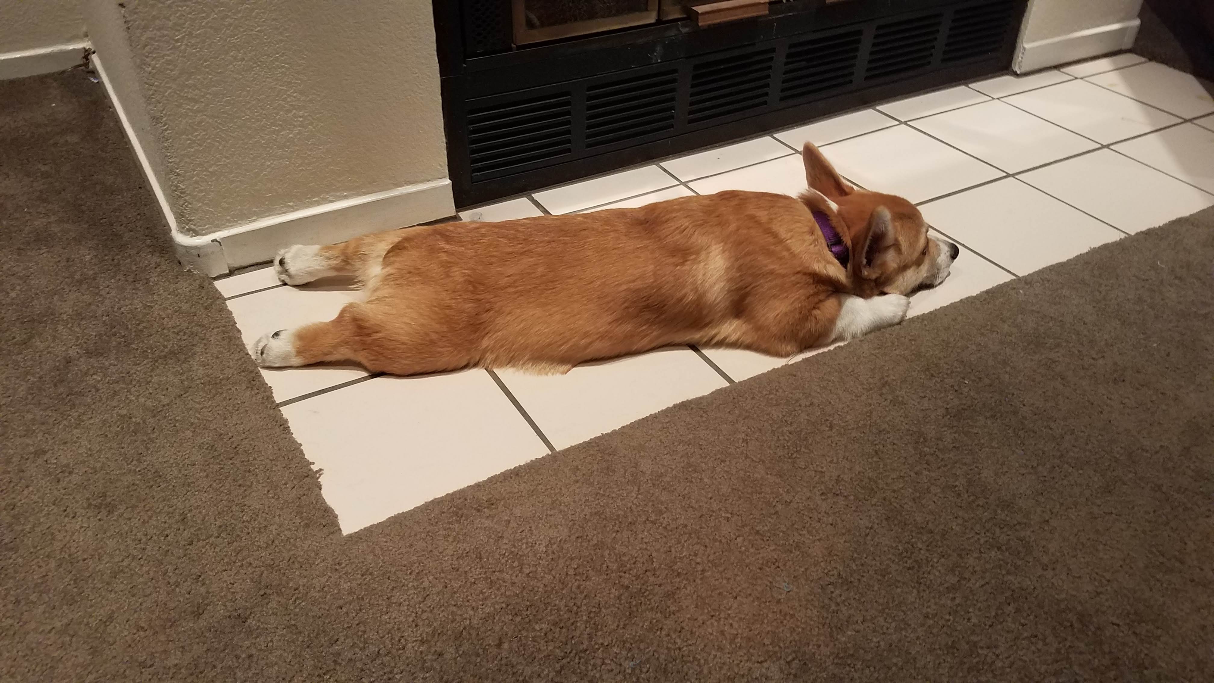 Jala as a puppy lying on the ground with all 4 legs out.
